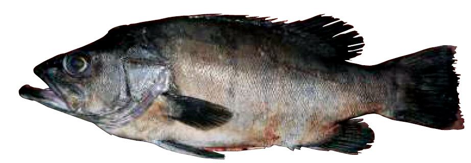 Polyprion americanus_09.jpg